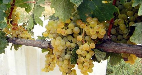 რა გსმენიათ Tempranillo Blanco ყურძნის შესახებ?